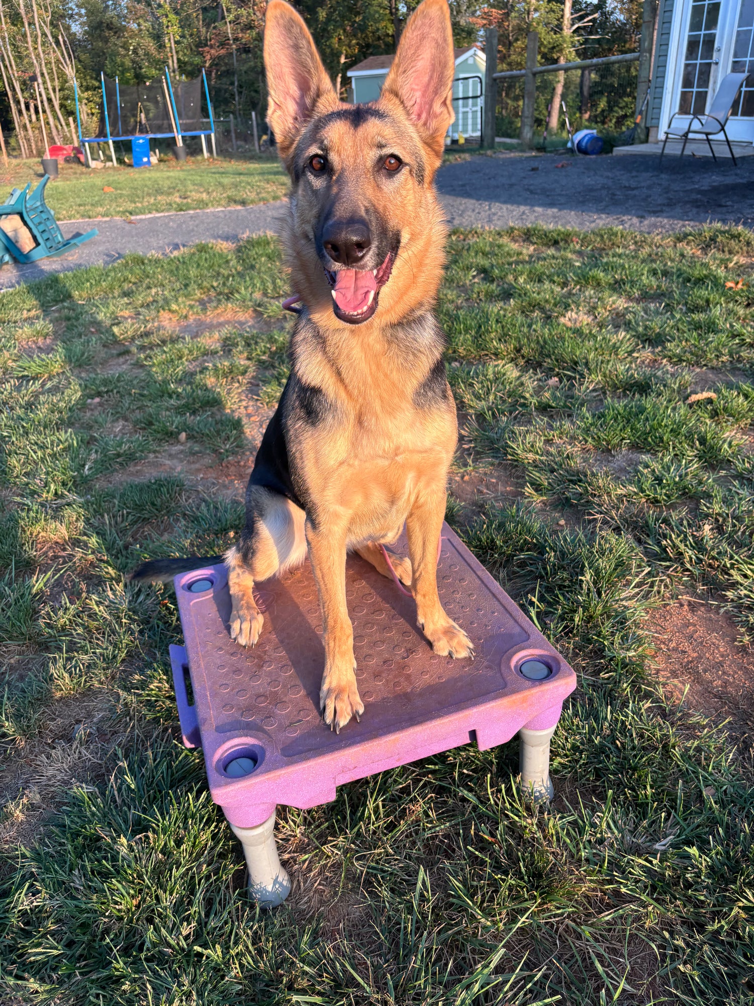 A message from our CEO (Canine Executive Officer)